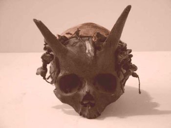 Several human skulls with horns protruding from them were discovered in a burial mound at Sayre, Bradford County, Pennsylvania, in the 1880's