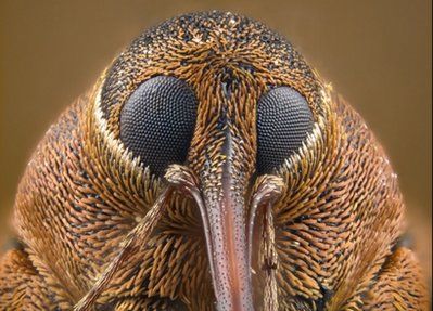 Weevil Head