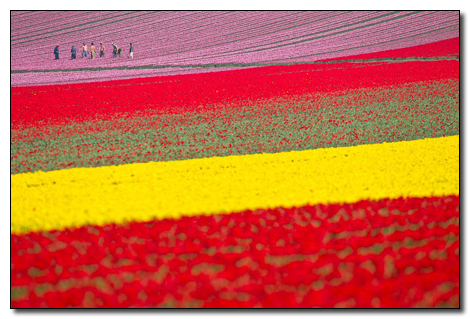 lisse netherlands tulip fields - f