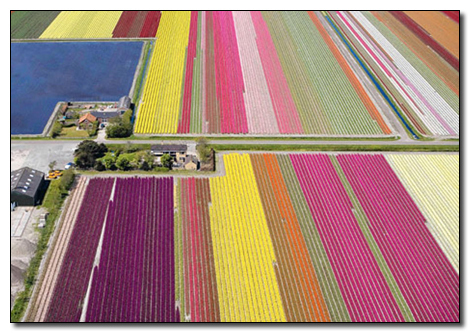 tulip fields
