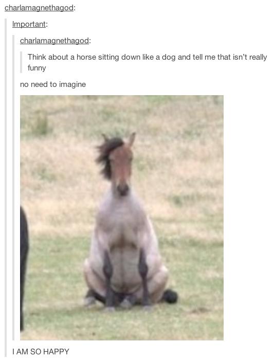 tumblr - horse sitting down like a dog - charlamagnethagod Important charlamagnethagod Think about a horse sitting down a dog and tell me that isn't really funny no need to imagine I Am So Happy