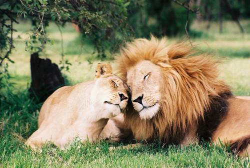 animal love lions in love