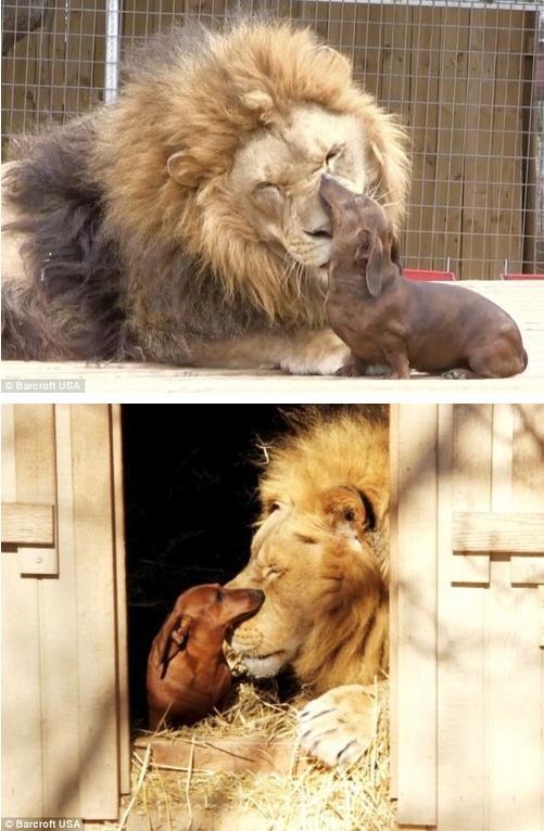 animal love lion strange