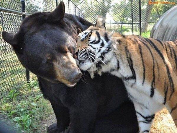 animal love bear and a tiger