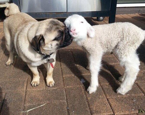 animal love lamb and pug