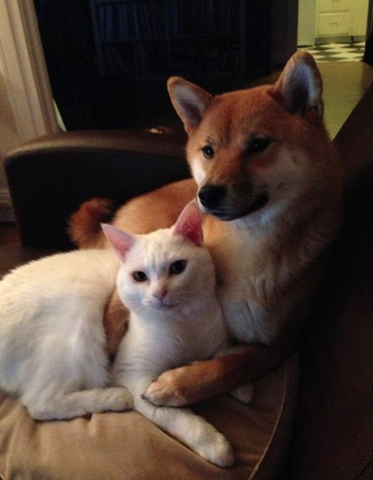animal love shiba inu with cat