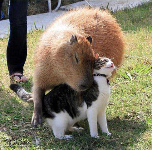 animal love capybara and cat