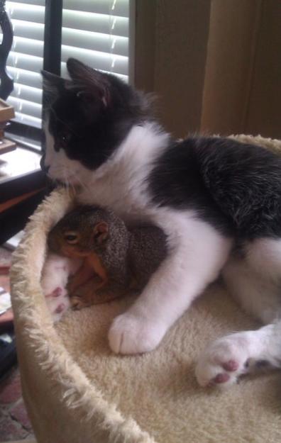 animal love cat and squirrel funny