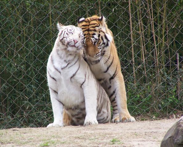 animal love tigers love