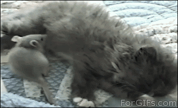 animal love cat mouse gif - For GIFs.com