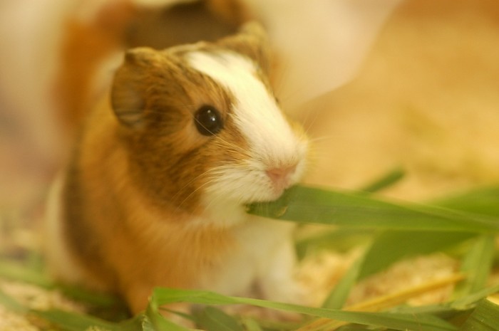 guinea pig