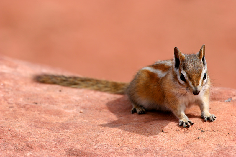 chipmunk