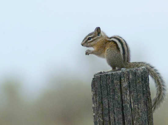 chipmunk