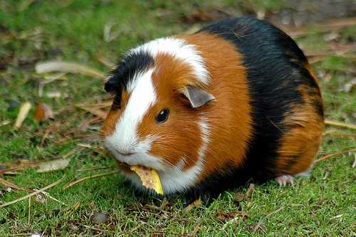 guinea pig