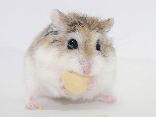 hamster