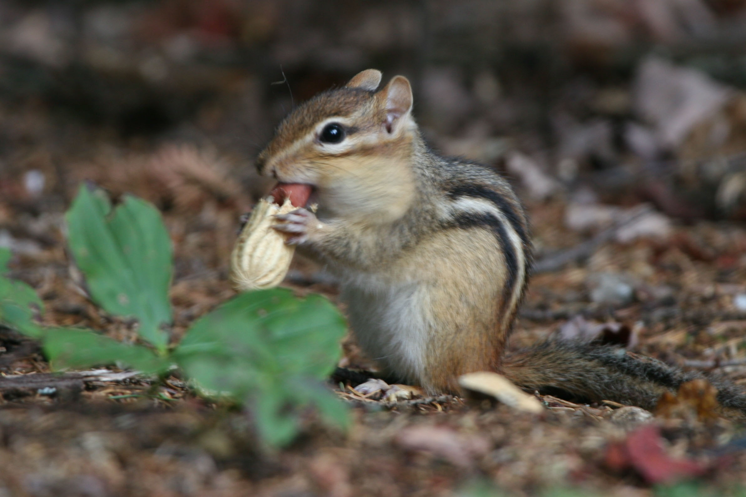 chipmunk