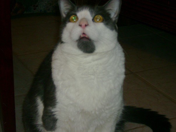 My friend's cat Chubby making an extremely shocked face