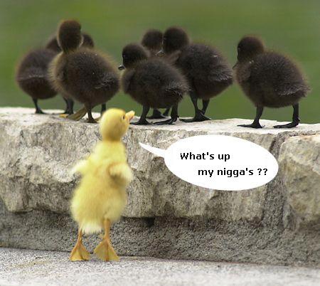 BLACK CHICKS