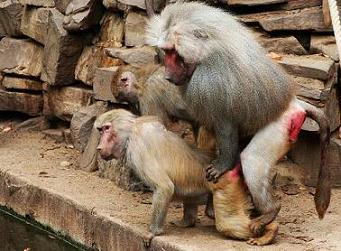 Some guys like a little junk in the trunk, baboons like a little rancid inflamation.