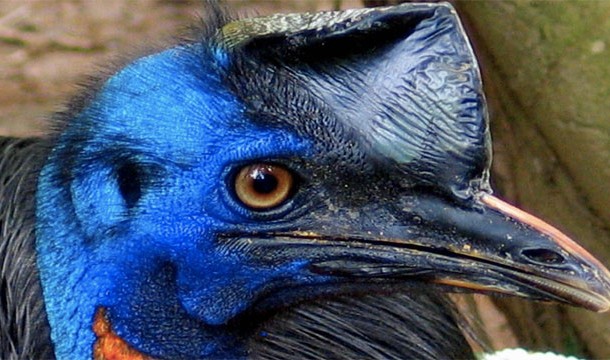 Cassowary: Their go-to attack strategy is rip out their guts
