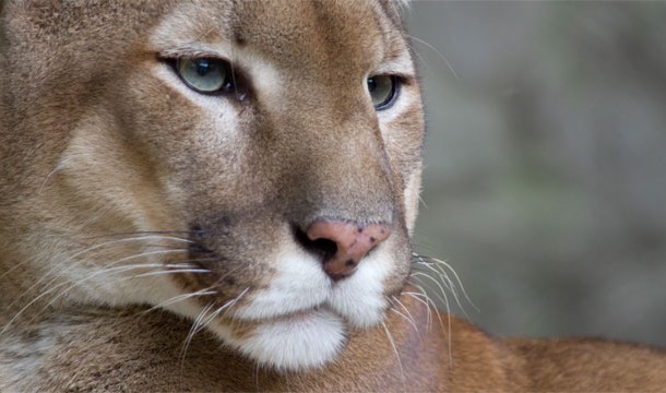 Cats: Not all cats are cuddly, mountain lions are a kitty you wouldn't like to meet