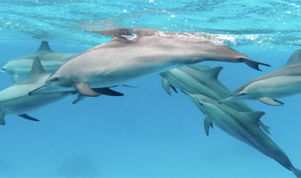 Dolphins: They kill baby sharks