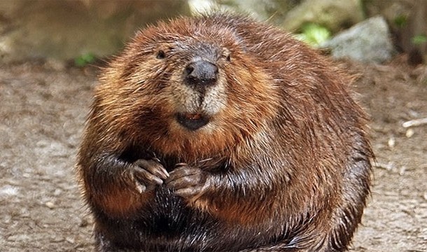 Beavers: Like to bite anything in their way with tree chopping teeth