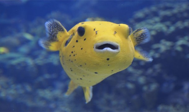 Pufferfish: With the power of paralysis