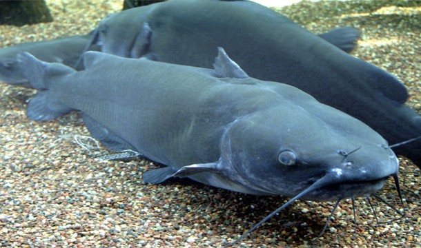 Catfish: Their bites leave terrible swelling, sometime amputation is needed