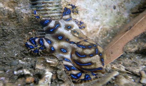 Blue Ringed Octopus: This venomous creature is a stealth killer