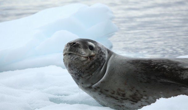 Leopard Seal: Normally shreds penguins to pieces but can also attack a human