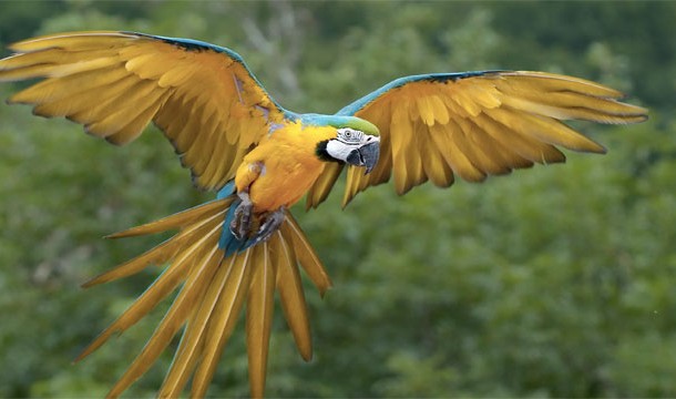 Parrot: Can afflict illness or disease