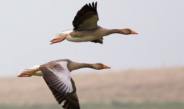 Wild Geese: Are extremely territorial and their bites aim for your behind