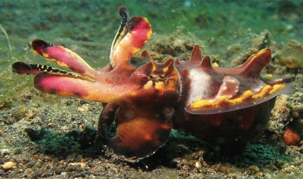 Pfeffer's flamboyant cuttlefish: Has toxic venom