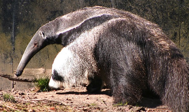 Giant Anteater: Has long claws that work great for carving meat from people's legs