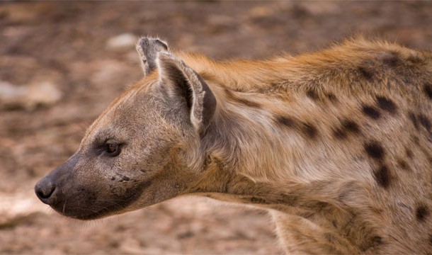 Hyenas: Eat EVERYTHING. Muscles, fat, even bones. And they almost killed Simba