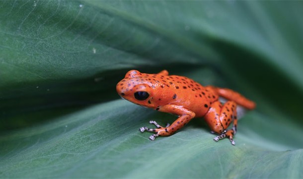 Poison Dart Frog: So small, so cute, so deadly