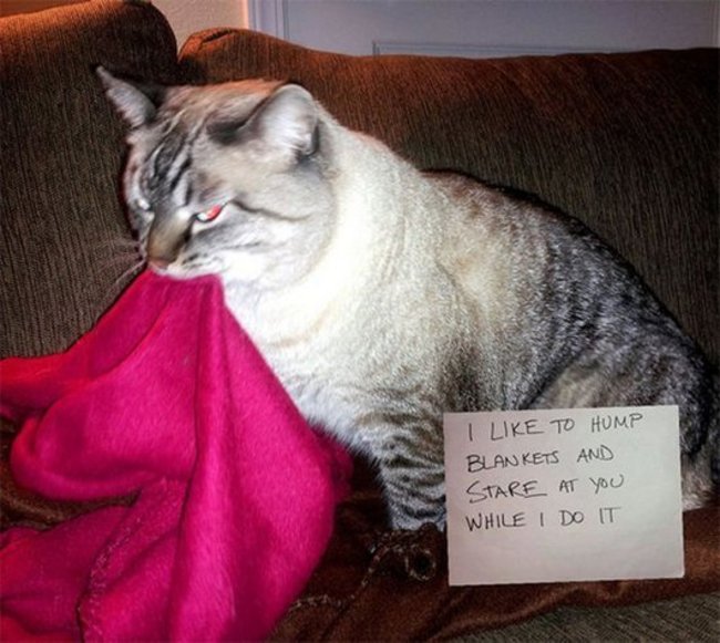 cats notes - I To Hump Blankets And Stare At You While I Do It