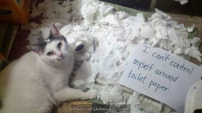 naughtiest cat ever - I can't control myself around toilet paper.