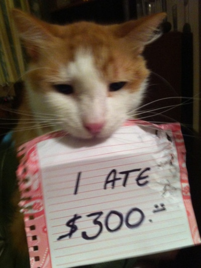 guilty cats - I Ate $300.