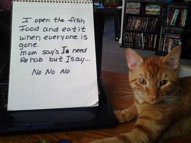 cat shame - I open the fish Food and eatit when everyone is gone. mom say's Io need Rehab but Is Ou... No No No