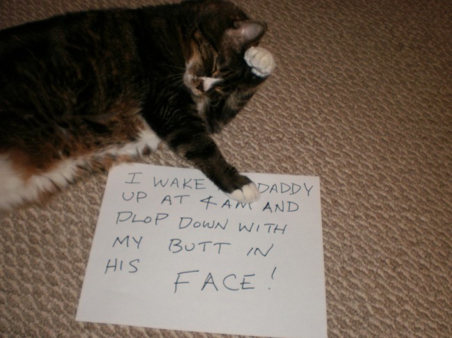 cat shame - I Wake Daddy Up At 4 An And Plop Down With My Butt In His Face!
