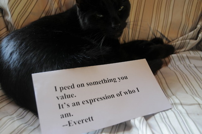 cat shame - I peed on something you value. It's an expression of who I am. Everett