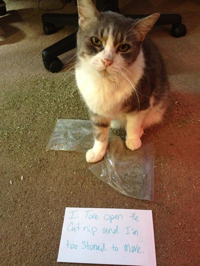 cat shaming catnip - I Tore open the Catnip and I'm too Stoned to move