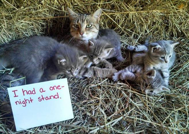 naughty cats - I had a one night stand.