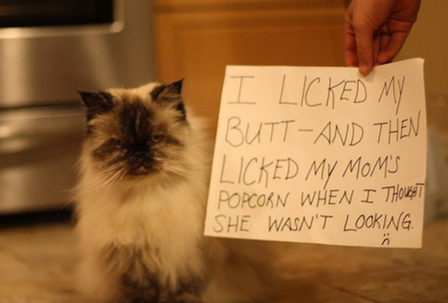naughty cat - I Licked My ButtAnd Then Licked My Moms Popcorn When I Thonet She Wasn'T Looking.