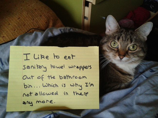 cat shaming - I to eat Sanitary towel wrappers Out of the bathroom bin... Which is why I'm not allowed in there any more.