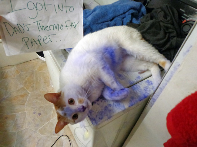 cat shaming - got into Dad'S Thermo Fax Paper.