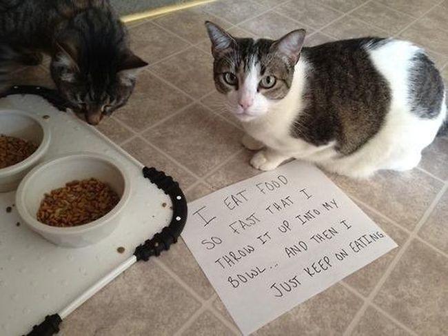 cat shaming - I Eat Food so Fast That I Throw It Up Into My Bowl And Then I Just Keep On Eating