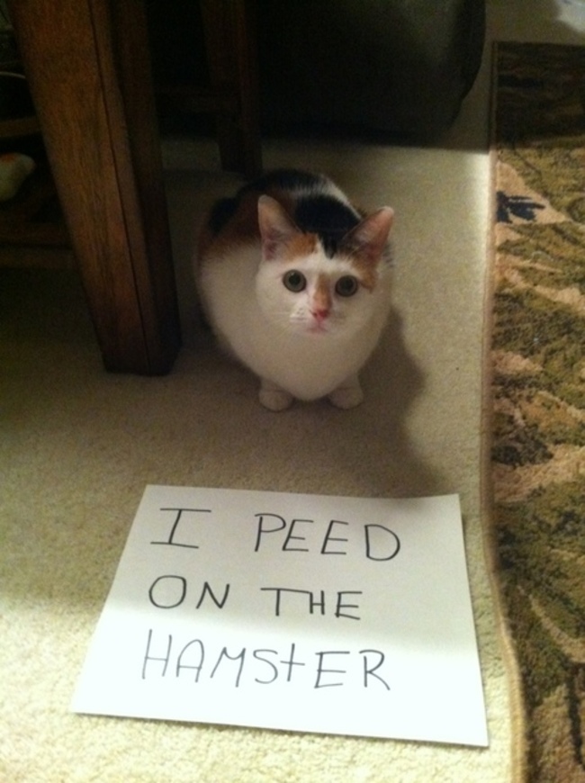 cat shaming memes - I Peed On The Hamster